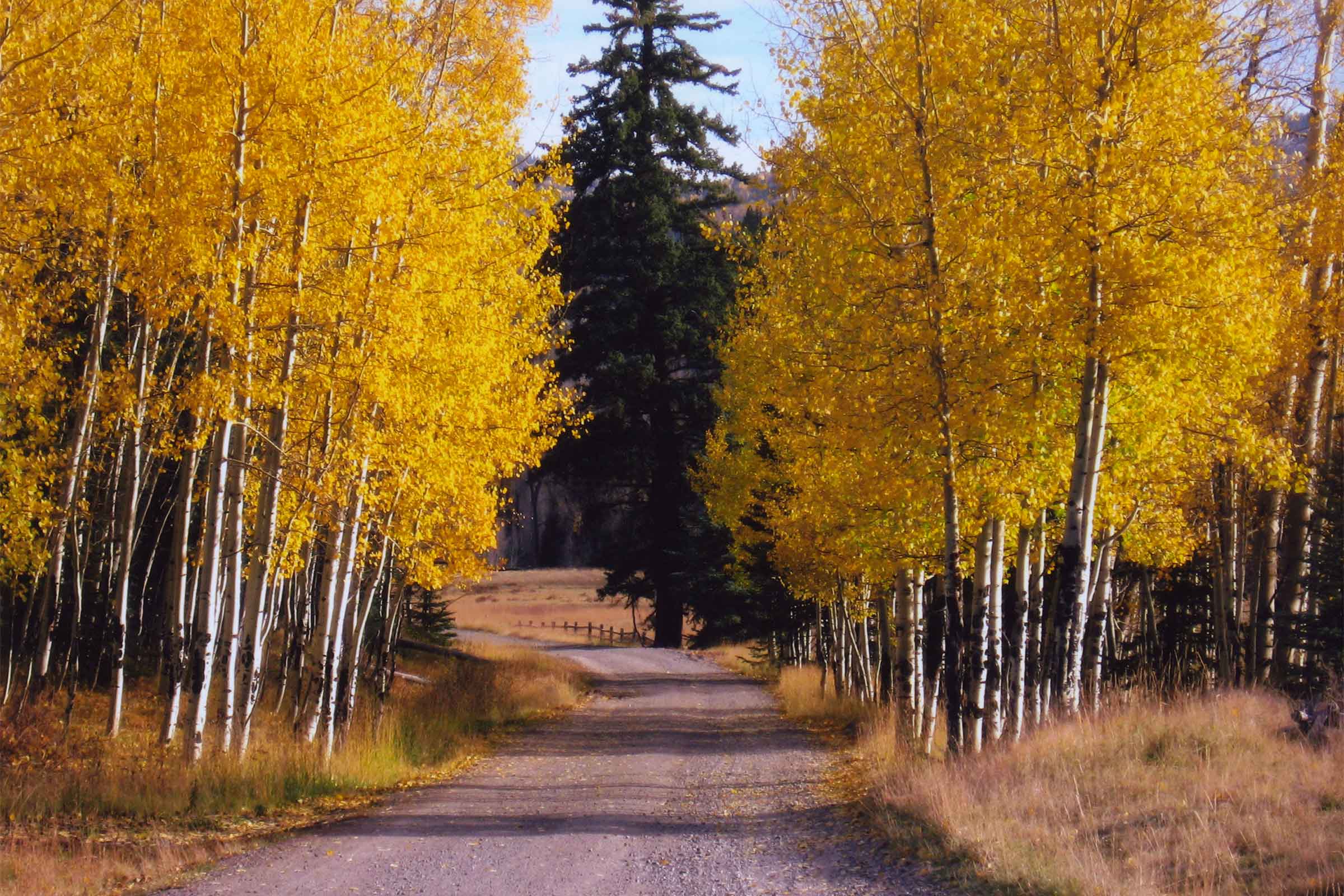 services-03 Fall Road